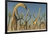 Herd of Diplodocus Dinosaurs-null-Framed Art Print