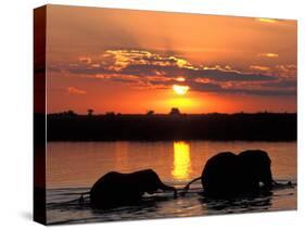 Herd of Elephants, Chobe River at Sunset, Chobe National Park, Botswana-Paul Souders-Stretched Canvas