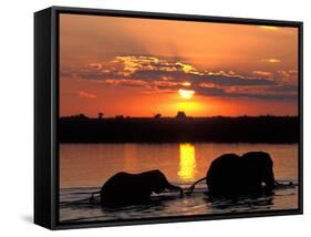 Herd of Elephants, Chobe River at Sunset, Chobe National Park, Botswana-Paul Souders-Framed Stretched Canvas