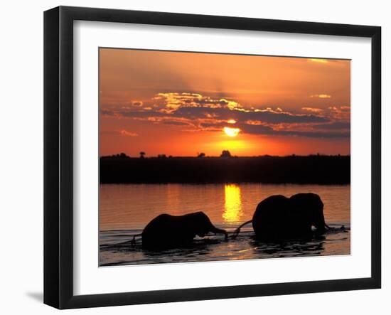 Herd of Elephants, Chobe River at Sunset, Chobe National Park, Botswana-Paul Souders-Framed Premium Photographic Print