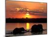 Herd of Elephants, Chobe River at Sunset, Chobe National Park, Botswana-Paul Souders-Mounted Premium Photographic Print