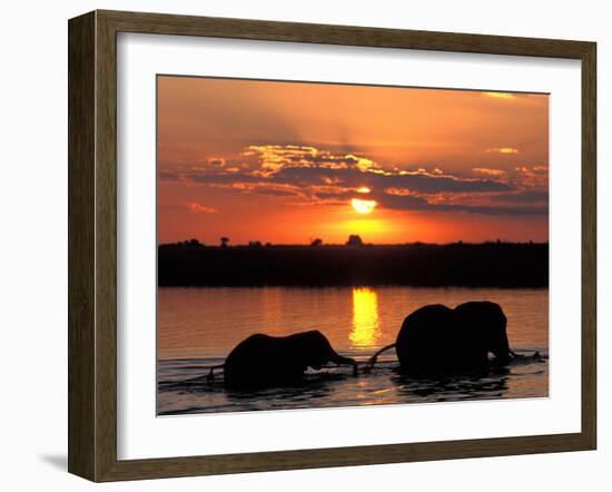 Herd of Elephants, Chobe River at Sunset, Chobe National Park, Botswana-Paul Souders-Framed Photographic Print