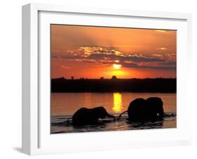 Herd of Elephants, Chobe River at Sunset, Chobe National Park, Botswana-Paul Souders-Framed Photographic Print