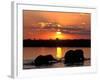 Herd of Elephants, Chobe River at Sunset, Chobe National Park, Botswana-Paul Souders-Framed Photographic Print