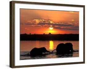 Herd of Elephants, Chobe River at Sunset, Chobe National Park, Botswana-Paul Souders-Framed Photographic Print