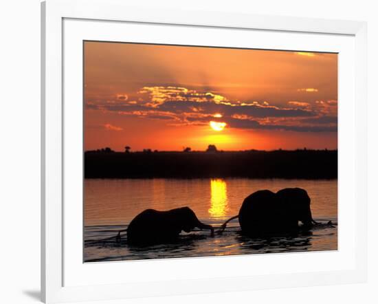 Herd of Elephants, Chobe River at Sunset, Chobe National Park, Botswana-Paul Souders-Framed Photographic Print