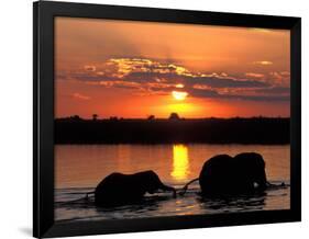 Herd of Elephants, Chobe River at Sunset, Chobe National Park, Botswana-Paul Souders-Framed Photographic Print