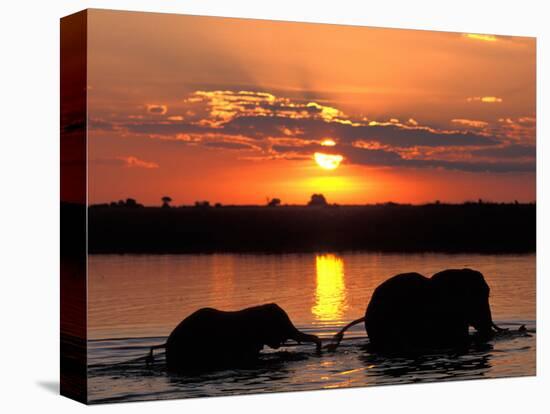 Herd of Elephants, Chobe River at Sunset, Chobe National Park, Botswana-Paul Souders-Stretched Canvas