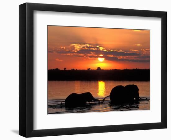 Herd of Elephants, Chobe River at Sunset, Chobe National Park, Botswana-Paul Souders-Framed Photographic Print