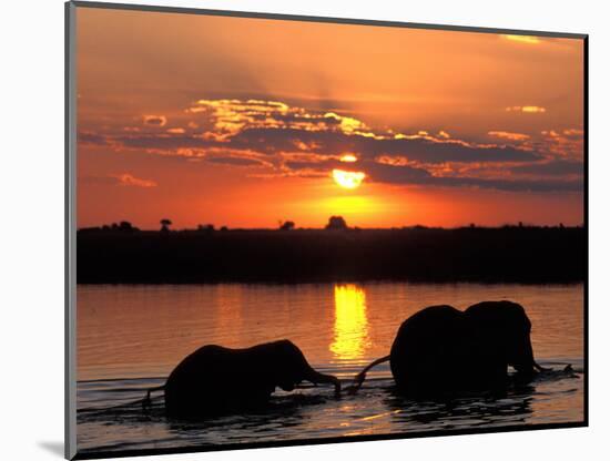 Herd of Elephants, Chobe River at Sunset, Chobe National Park, Botswana-Paul Souders-Mounted Photographic Print