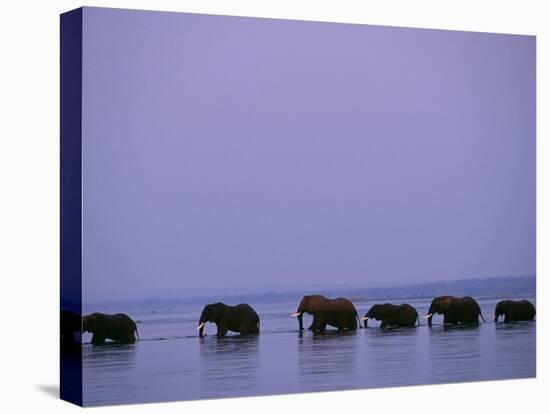 Herd of Elephants Cross the Zambezi River in Line-John Warburton-lee-Stretched Canvas