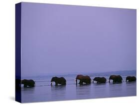 Herd of Elephants Cross the Zambezi River in Line-John Warburton-lee-Stretched Canvas
