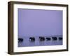 Herd of Elephants Cross the Zambezi River in Line-John Warburton-lee-Framed Photographic Print