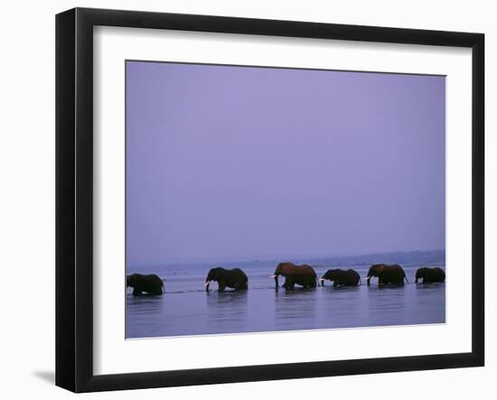 Herd of Elephants Cross the Zambezi River in Line-John Warburton-lee-Framed Photographic Print