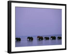 Herd of Elephants Cross the Zambezi River in Line-John Warburton-lee-Framed Photographic Print