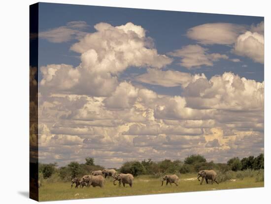 Herd of Elephants, Etosha National Park, Namibia-Walter Bibikow-Stretched Canvas