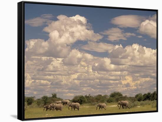 Herd of Elephants, Etosha National Park, Namibia-Walter Bibikow-Framed Stretched Canvas