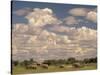 Herd of Elephants, Etosha National Park, Namibia-Walter Bibikow-Stretched Canvas