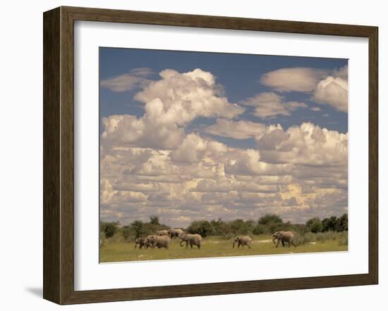 Herd of Elephants, Etosha National Park, Namibia-Walter Bibikow-Framed Photographic Print