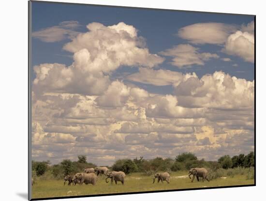 Herd of Elephants, Etosha National Park, Namibia-Walter Bibikow-Mounted Photographic Print