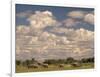 Herd of Elephants, Etosha National Park, Namibia-Walter Bibikow-Framed Photographic Print