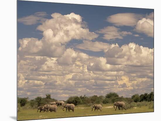 Herd of Elephants, Etosha National Park, Namibia-Walter Bibikow-Mounted Photographic Print