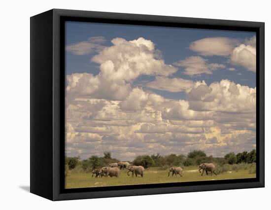 Herd of Elephants, Etosha National Park, Namibia-Walter Bibikow-Framed Stretched Canvas