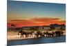 Herd of Elephants in African Savanna at Sunset-Dmitry Pichugin-Mounted Photographic Print