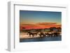 Herd of Elephants in African Savanna at Sunset-Dmitry Pichugin-Framed Photographic Print