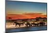 Herd of Elephants in African Savanna at Sunset-Dmitry Pichugin-Mounted Photographic Print
