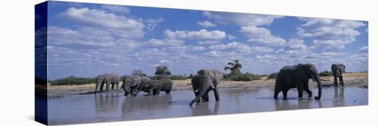Herd of Elephants in Savuti Marsh, Chobe National Park, Botswana-Paul Souders-Stretched Canvas