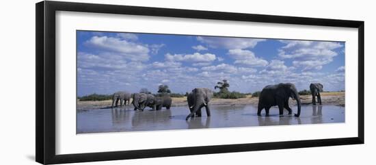 Herd of Elephants in Savuti Marsh, Chobe National Park, Botswana-Paul Souders-Framed Premium Photographic Print