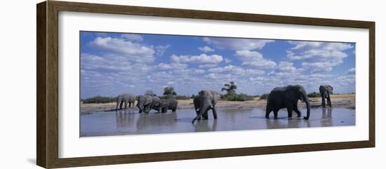 Herd of Elephants in Savuti Marsh, Chobe National Park, Botswana-Paul Souders-Framed Photographic Print