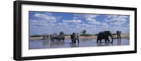 Herd of Elephants in Savuti Marsh, Chobe National Park, Botswana-Paul Souders-Framed Photographic Print