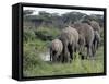 Herd of Elephants in Single File after Drinking from a Freshwater Pool, Serengeti National Park-Nigel Pavitt-Framed Stretched Canvas