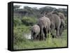 Herd of Elephants in Single File after Drinking from a Freshwater Pool, Serengeti National Park-Nigel Pavitt-Framed Stretched Canvas