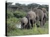 Herd of Elephants in Single File after Drinking from a Freshwater Pool, Serengeti National Park-Nigel Pavitt-Stretched Canvas