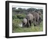 Herd of Elephants in Single File after Drinking from a Freshwater Pool, Serengeti National Park-Nigel Pavitt-Framed Photographic Print