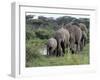 Herd of Elephants in Single File after Drinking from a Freshwater Pool, Serengeti National Park-Nigel Pavitt-Framed Photographic Print