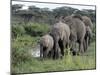 Herd of Elephants in Single File after Drinking from a Freshwater Pool, Serengeti National Park-Nigel Pavitt-Mounted Photographic Print