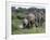 Herd of Elephants in Single File after Drinking from a Freshwater Pool, Serengeti National Park-Nigel Pavitt-Framed Photographic Print