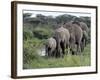 Herd of Elephants in Single File after Drinking from a Freshwater Pool, Serengeti National Park-Nigel Pavitt-Framed Photographic Print