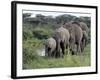 Herd of Elephants in Single File after Drinking from a Freshwater Pool, Serengeti National Park-Nigel Pavitt-Framed Photographic Print