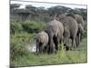 Herd of Elephants in Single File after Drinking from a Freshwater Pool, Serengeti National Park-Nigel Pavitt-Mounted Photographic Print