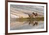 Herd of Elk and reflection, Canary Spring, Yellowstone National Park, Montana, Wyoming-Adam Jones-Framed Premium Photographic Print