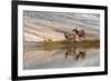 Herd of Elk and reflection, Canary Spring, Yellowstone National Park, Montana, Wyoming-Adam Jones-Framed Premium Photographic Print