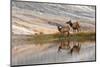 Herd of Elk and reflection, Canary Spring, Yellowstone National Park, Montana, Wyoming-Adam Jones-Mounted Photographic Print