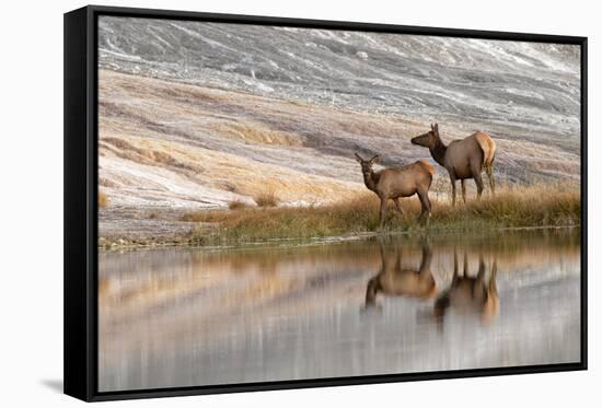 Herd of Elk and reflection, Canary Spring, Yellowstone National Park, Montana, Wyoming-Adam Jones-Framed Stretched Canvas