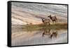 Herd of Elk and reflection, Canary Spring, Yellowstone National Park, Montana, Wyoming-Adam Jones-Framed Stretched Canvas