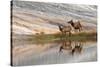 Herd of Elk and reflection, Canary Spring, Yellowstone National Park, Montana, Wyoming-Adam Jones-Stretched Canvas